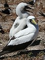 A Masked Booby with a chick