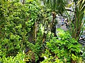 The rainforest at the California Academy of Sciences in San Francisco, CA