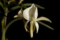 Angraecum scottianum