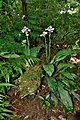 Calanthe sylvatica