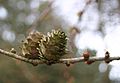 Dry seed cones