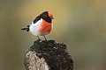 80 Red-capped Robin - Bimbi uploaded by JJ Harrison, nominated by Iifar,  20,  0,  0