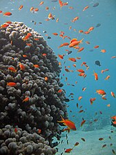 Sea goldies in the Gulf of Eilat