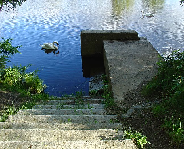 Swans in RI