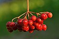 45 Viburnum opulus fruits - Keila uploaded by Iifar, nominated by Iifar,  21,  0,  0