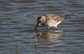 White-rumped Sandpiper - 52132623433.jpg