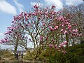 Magnolia "Star Wars" en fleurs dans le parc du château de Trévarez