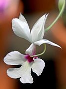 Calanthe vestita