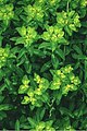 Euphorbia gasparrinii