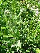 Hieracium villosum