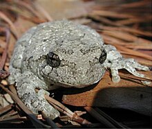 Hyla gray treefrog.jpg