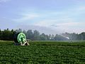 Hose Reel Irrigation