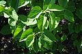 Syringa vulgaris 'President Lincoln'