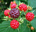 Rubus occidentalis