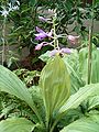 Calanthe sylvatica