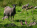 Gotland Pelt Sheep (Ovis aries).