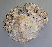 Lopholithodes mandtii (Puget Sound King Crab)