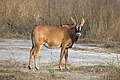 91 Roan antelope (Hippotragus equinus koba) uploaded by Charlesjsharp, nominated by Charlesjsharp,  12,  0,  0