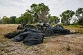 * Nomination Tuaran, Sabah: A pile of cables at the former RTM Antenna Farm in Tuaran. --Cccefalon 03:51, 25 April 2016 (UTC) * Promotion Good quality. --Hubertl 05:35, 25 April 2016 (UTC)