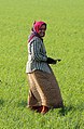 Femme dans les champs