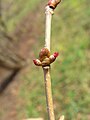 Female flowers