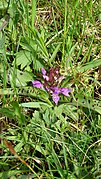 Dactylorhiza majalis 46.jpg