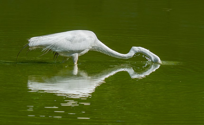 Great egret in Green-Wood Cemetery