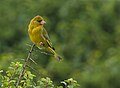 Greenfinch (Carduelis chloris) au Petit Loc'h.