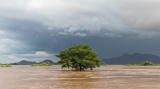 "Submerged_tree_under_a_dark_sky_in_Si_Phan_Don.jpg" by User:Basile Morin