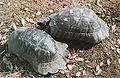 left: Testudo marginata marginata right: Testudo marginata sarda