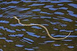 Thumbnail for File:Viperine water snake (Natrix maura).jpg