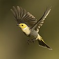 "White-plumed_Honeyeater_flying_-_Capertee_Valley.jpg" by User:JJ Harrison