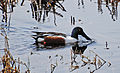 Nisqually NWR, Washington, USA