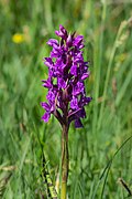 Dactylorhiza majalis Spechtensee 01.JPG