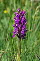 "Dactylorhiza_majalis_Spechtensee_01.JPG" by User:Uoaei1