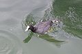 Fulica atra