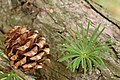 Cone and young sprig of needles