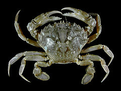 Liocarcinus vernalis (Vernal crab)