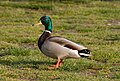 Mallard drake