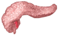 Pancreas