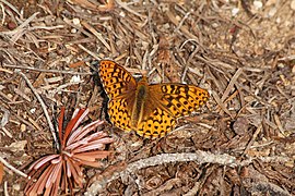 Speyeria hydaspe