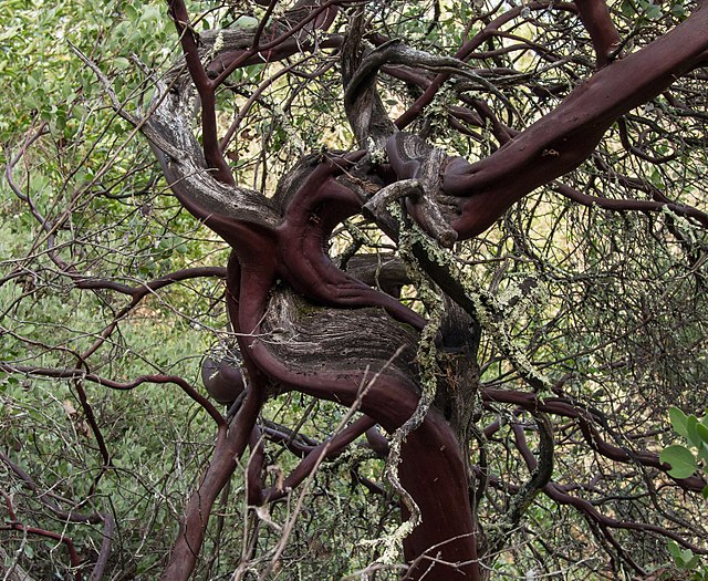 Manzanita tree in Castiloga