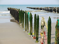 Bouchot en baie de Wissant dans le Pas de Calais