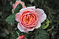 "Comestible_rose_in_the_Laquenexy_orchard_garden,_Moselle,_France_(01).jpg" by User:M0tty