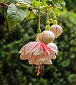 Fuchsia 'Devonshire Dumpling'.