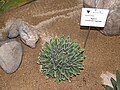 Agave victoriae-reginae