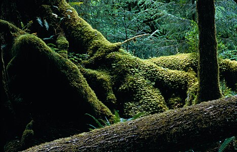 "Hoh_Rainforest,_mossy_log_tree_NPS_Photo_(16680304244).jpg" by User:Tm