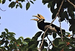 Hornbill eating Banyan fruit.jpg