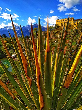 The succulent plant and the castle