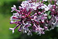 Syringa microphylla 'Superba'